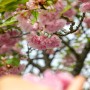 겹벚꽃 명소 4월 가볼만한곳 경기도 꽃구경