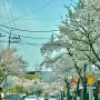 4월 일상(벚꽃, 아웃렛, 가로수길, 송리단길, 한강, 서울대공원🌸🌸🌸)