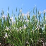 타래붓꽃, 흰타래붓꽃 - 충남 태안에서 만난 야생화