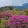 전남_구례여행 / 구례 가볼만한 곳 [지리산 노고단 등산/노고단 진달래 개화 현황]