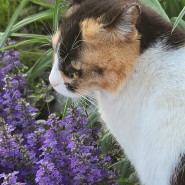 봄꽃과 고양이