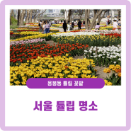 서울 튤립 명소 응봉동 튤립 꽃밭 용비쉼터