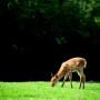 [일본 여행] 간사이 나라에서 만난 사슴 / Deer I Met in Kansai Nara