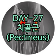일산체형교정 DAY-27 치골근(Pectineus) 운정피티