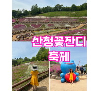 산청꽃잔디축제 경남 꽃놀이 생초국제조각공원