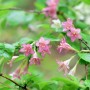 한국 특산종 병꽃나무와 길마가지열매