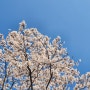 4월의 일기) 벚꽃구경 전시회 셀프사진 모루인형 나홀로나무 인형뽑기 그림그리기 일상