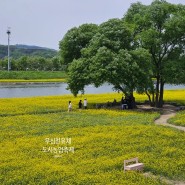 청주 무심천 유채꽃밭, 5월 첫주 가볼만한 도시농업페스티벌