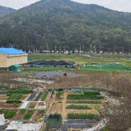 마산시니어클럽 노인일자리 현동 나눔으로 함께하는 손 모아 영농 소개해요