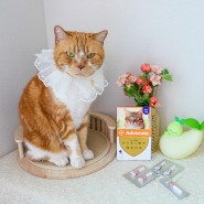 고양이 심장사상충약 주기 모기 예방 구충제 애드보킷 바르는법