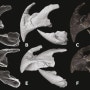 아즈카케라톱스는 각룡류가 아니었을 수도 있다?