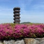 시흥 철쭉 꽃구경 소풍 갯골생태공원