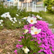 5월 첫째 주) 송전리 꽃밭 꽃이야기는 5월이 되면 절정으로 치닫는다.