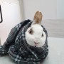 토끼입양홍보) 4월 꾸시꾸시 : 네이버카페-풀토동 : 약100마리 귀여운 토끼의 가족을 찾습니다!