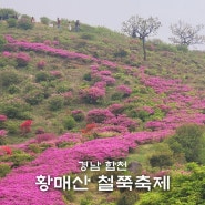 황매산 철쭉축제 꽃구경 실시간 개화상황 등산코스(주차장)