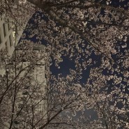 24_4月 | 벚꽃은 중간고사의 계절