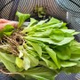 포기 상추 재배 및 수확 방법