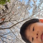경기 수원 : (구)경기도청벚꽃축제 벚꽃나들이 수원벚꽃명소 아기랑 꽃구경