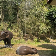 [3편] 태국 치앙마이 여행 기록 : 코끼리 리조트의 추억♥