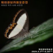 전시안내_영월 제이큐브카페 오픈전 차동준 나비 사진전