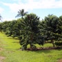 [하와이 여행] Greenwell Farms 코나 커피 농장 투어