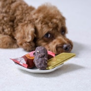 강아지 초콜릿 먹었을때 증상 및 대처법 소량도 안돼요!