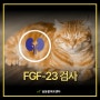 고양이 FGF-23 검사 : 노령묘, 고양이 만성신부전, 고양이 심장병 [대전동물병원]