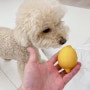 강아지 레몬 레몬물 댕댕이 위험성