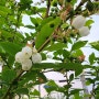 블루베리 - 충남 아산 둔포에서 만난 꽃나무