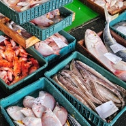 서귀포항 수협 경매장 생선 도매 소매 구경하기