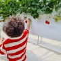 김포 아이와 함께 딸기 체험! 별빛하늘농장에서 3살 아이와 신나는 딸기따기 놀이