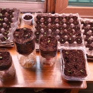 다이소 씨앗 발아부터 아파트 베란다 텃밭 만들기/식물용 LED 조명 필수