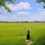 고창 청보리밭축제 5월 전북특별자치도 가볼만한곳 무장읍성 학원농장 유채꽃은 아쉽네요
