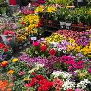 부천[언덕배기 식물원]오정구 꽃집,가깝게 건강한 식물 데리고 올 수 있는 곳,식집사 모여라