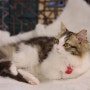 고양이카페 - 홍대입구역 집사의 하루, 유기묘들이 모인 홍대 고양이 카페에 다녀오다.