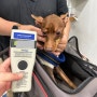 미국 휴스턴으로 가는 동물검역 절차를 진행한 미니핀 다롱이 : 강아지 고양이 미국 여행 데려가는 방법 절차 비용 수입허가서