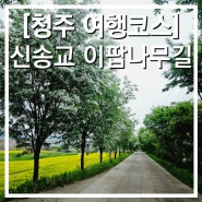 청주 여행 코스 이팝나무 길 주차 정보 공유 약도 첨부 애견 동반 가능