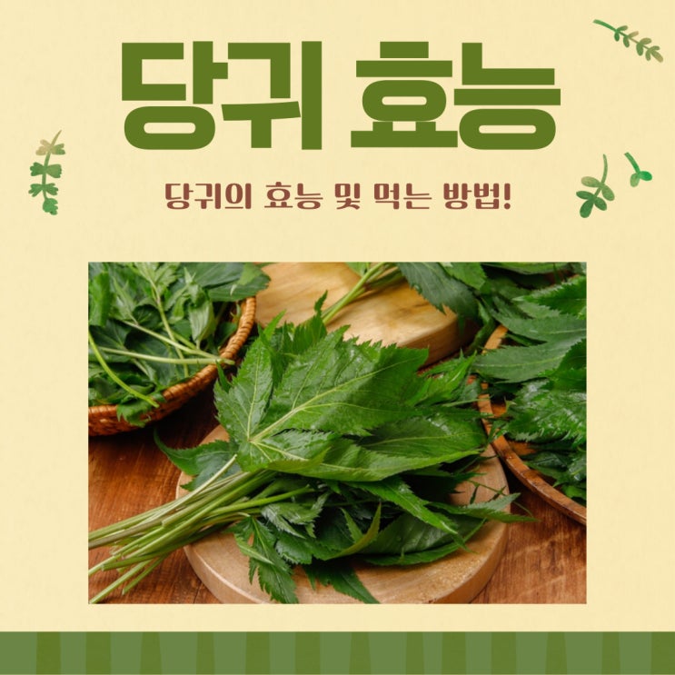 당귀의 효능 당귀 뿌리 잎 효능 알고 챙겨요! : 네이버 블로그