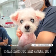 염증성 장 질환(IBD)으로 내원한 강아지 미미! 잠실송파동물병원, 잠실ON동물의료센터