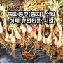 아주 튼실한 무안 쪽파종구(종자.씨) 수확했어요 이젠 휴면타파의 시간입니다