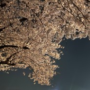 4月 | 봄꽃 활짝 핀 그늘 밑에