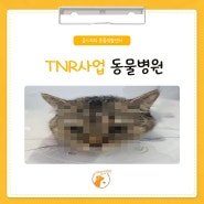 TNR 사업 경험 풍부한 동물병원, 길고양이 암컷 중성화 수술전문 골드퍼피로 오세요