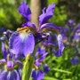붓꽃(blood iris), 효능