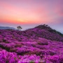 황매산 철쭉 축제와 은하수 시즌이 돌아왔습니다. (개화 정보 / 경남 합천 여행 / 가볼 만한 곳 )