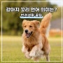 강아지 꼬리 의미 (꼬리 말림 내림 올림 행동)