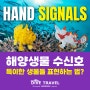 [다이브트래블] 특이한 생물들을 찾았다면? 해양생물 수신호 3편