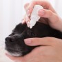 강아지 결막염 안약, 원인 및 증상, 옵티뮨(옵티실드) 안연고 사용법