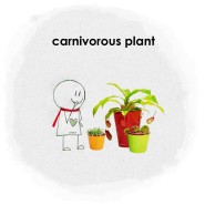 식충식물 키우기 - 네펜데스, 파리지옥, 끈끈이주걱