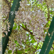 김해 장유 계동초등학교 등나무꽃 올해는 아쉬워
