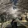 2024년 4월 첫째주, 둘째주 : 벚꽃놀이하다가 처음으로 구경한 경마와 우이동 1박2일 바베큐파티까지!
